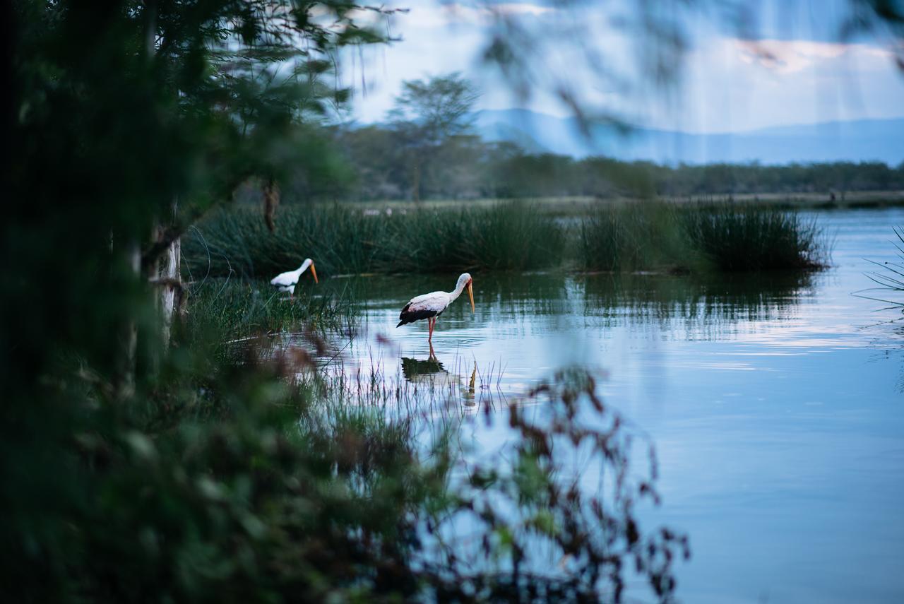 Sirville Lake Elementaita Lodge Gilgil Bagian luar foto